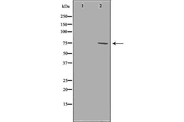 PRMT5 Antikörper  (Internal Region)