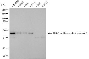 Western blotting analysis using C-X-C motif chemokine receptor 3 antibody (ABIN7798046). (Rekombinanter CXCR3 Antikörper)