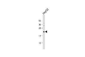 Anti-NeuroG1 Antibody (A46) at 1:1000 dilution + HepG2 whole cell lysate Lysates/proteins at 20 μg per lane. (Neurogenin 1 Antikörper  (N-Term))