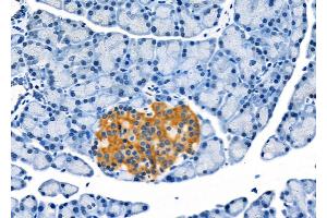 ABIN6262053 and ABIN6272306 at 1/100 staining Rat pancreatic tissue by IHC-P. (GPR124 Antikörper  (C-Term))