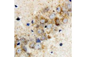 Immunohistochemical analysis of HARS2 staining in rat brain formalin fixed paraffin embedded tissue section.