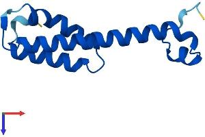 PEN2 Protein (AA 1-101) (His tag)
