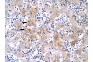 Immunohistochemical staining (Formalin-fixed paraffin-embedded sections) of human liver with LHX1 polyclonal antibody . (LHX1 Antikörper  (AA 357-406))