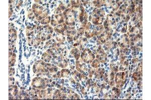 Immunohistochemical staining of paraffin-embedded Human pancreas tissue using anti-TBC1D21 mouse monoclonal antibody. (TBC1D21 Antikörper)