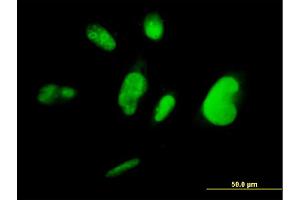 Immunofluorescence of monoclonal antibody to TCEA3 on HepG2 cell. (TCEA3 Antikörper  (AA 1-348))