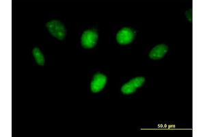 Immunofluorescence of purified MaxPab antibody to USF1 on HeLa cell. (USF1 Antikörper  (AA 1-310))
