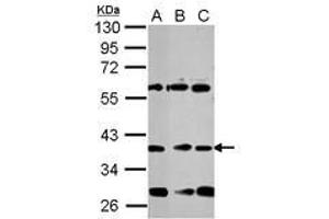 Image no. 1 for anti-Neuronal Differentiation 1 (NEUROD1) (AA 26-81) antibody (ABIN1499696) (NEUROD1 Antikörper  (AA 26-81))