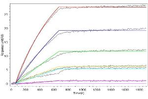 IL3RA Recombinant Monoclonal Antibody captured on Protein A Chip can bind Human IL3RA with an affinity constant of 0.