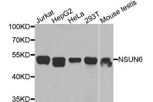 Western blot analysis of extracts of various cells, using NSUN6 antibody. (NSUN6 Antikörper)