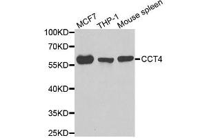 Western blot analysis of extracts of various cell lines, using CCT4 antibody. (CCT4 Antikörper  (AA 130-390))