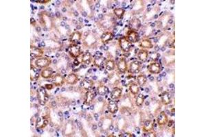 Immunohistochemistry (IHC) image for anti-Nephrosis 1, Congenital, Finnish Type (Nephrin) (NPHS1) (C-Term) antibody (ABIN1030538) (Nephrin Antikörper  (C-Term))