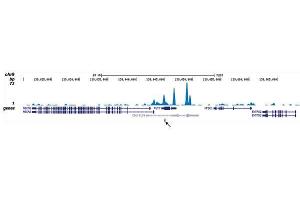 ChIP-seq results obtained with the antibody directed against CBFb. (CBFB Antikörper  (Internal Region))