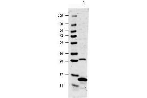 Image no. 1 for anti-Interleukin 17A (IL17A) antibody (ABIN401113) (Interleukin 17a Antikörper)