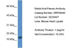 Western Blotting (WB) image for anti-Presenilin Enhancer 2 Homolog (PSENEN) (N-Term) antibody (ABIN2788067) (PEN2 Antikörper  (N-Term))