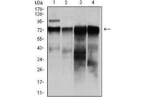 Western blot analysis using RAF1 mouse mAb against HeLa (1), A431 (2), HepG (3), and SW620 (4)cell lysate. (RAF1 Antikörper)