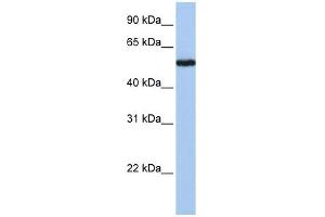 FLJ90709 antibody used at 1 ug/ml to detect target protein. (FLJ90709 (Middle Region) Antikörper)