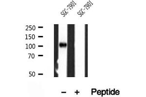 Western blot analysis of extracts of SGC-7901 cells, using PPP1R15B antibody.