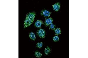 Immunofluorescence (IF) image for anti-Interferon Regulatory Factor 9 (IRF9) antibody (ABIN2996417) (IRF9 Antikörper)