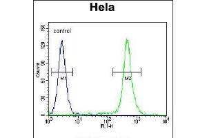 Flow cytometric analysis of Hela cells (right histogram) compared to a negative control cell (left histogram). (C18orf8 Antikörper  (N-Term))