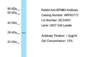 Western Blotting (WB) image for anti-Ephrin B3 (EFNB3) (C-Term) antibody (ABIN2789619)