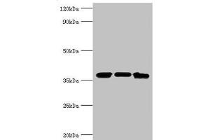 Western blot All lanes: MDH2 antibody at 4 μg/mL Lane 1: Mouse lung tissue Lane 2: 293T whole cell lysate Lane 3: K562 whole cell lysate Secondary Goat polyclonal to rabbit IgG at 1/10000 dilution Predicted band size: 36, 31 kDa Observed band size: 36 kDa (MDH2 Antikörper  (AA 59-338))