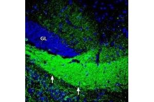 Expression of ASCT2 in mouse hippocampus - Immunohistochemical staining of perfusion-fixed frozen mouse brain sections with Anti-ASCT2 (SLC1A5) Antibody (ABIN7043668, ABIN7044823 and ABIN7044824), (1:200), followed by goat-anti-rabbit-AlexaFluor-488. (SLC1A5 Antikörper  (Intracellular))