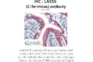 Image no. 1 for anti-LAG1 Homolog, Ceramide Synthase 5 (LASS5) (C-Term) antibody (ABIN1736366)