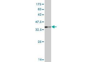 Western Blot detection against Immunogen (36. (Rhotekin Antikörper  (AA 451-549))