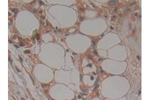 Immunohistochemistry (IHC) image for anti-Mps1 (TTK) (AA 532-786) antibody (ABIN7443260)