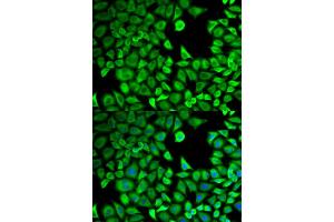 Immunofluorescence analysis of HeLa cells using LTA4H antibody. (LTA4H Antikörper)