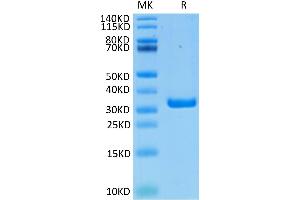 Biotinylated Human FGL1 on Tris-Bis PAGE under reduced condition. (FGL1 Protein (AA 64-305) (His-Avi Tag,Biotin))