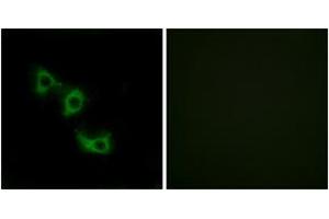 Immunofluorescence (IF) image for anti-Mitochondrial Ribosomal Protein L44 (MRPL44) (AA 221-270) antibody (ABIN6766501) (MRPL44 Antikörper  (AA 221-270))