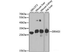 Western blot analysis of extracts of various cell lines using DIRAS3 Polyclonal Antibody at dilution of 1:1000. (DIRAS3 Antikörper)