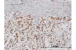 Immunoperoxidase of purified MaxPab antibody to NPM2 on formalin-fixed paraffin-embedded human adrenal gland. (NPM2 Antikörper  (AA 1-214))