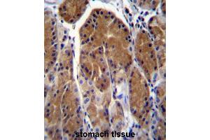 TSSK6 Antibody (C-term) immunohistochemistry analysis in formalin fixed and paraffin embedded human stomach tissue followed by peroxidase conjugation of the secondary antibody and DAB staining.