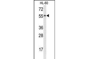 Western blot analysis of NYX Antibody (N-term) (ABIN653436 and ABIN2842877) in HL-60 cell line lysates (35 μg/lane).