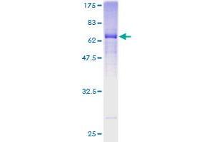 SPON2 Protein (AA 27-331) (GST tag)