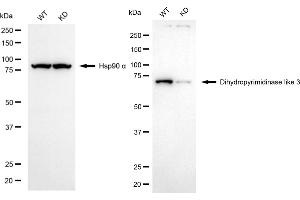 Western blotting analysis using dihydropyrimidinase like 3 antibody (ABIN7798338). (Rekombinanter DPYSL3 Antikörper)