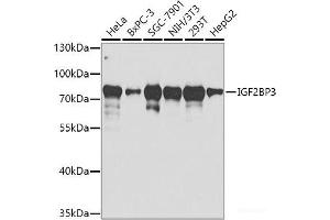 Western blot analysis of extracts of various cell lines using IGF2BP3 Polyclonal Antibody at dilution of 1:1000. (IGF2BP3 Antikörper)