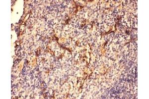 IHC-P: C5a antibody testing of mouse spleen tissue