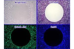 Cellular Assay (CA) image for Radius™ 48-Well Cell Migration Assay (ABIN5067548)