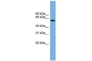 WB Suggested Anti-Klf11 Antibody Titration:  0. (KLF11 Antikörper  (Middle Region))