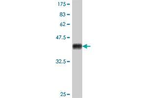 Western Blot detection against Immunogen (38. (PDGFC Antikörper  (AA 236-345))