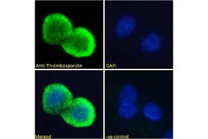 Immunoflorescence testing of permeabilized human HepG2 cells with Thrombospondin antibody at 10ug/ml. (Thrombospondin 1 Antikörper)