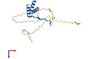 DLX6 Protein (AA 1-175) (His tag)