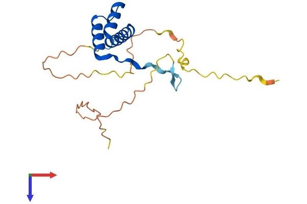 DLX6 Protein (AA 1-175) (His tag)