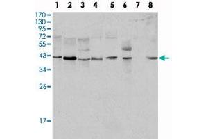 Western blot analysis using MAPK1 monoclonal antibody, clone 4C11  against HeLa (1), NIH/3T3 (2), MCF-7 (3), HEK293 (4), Jurkat (5), A-549 (6), NTERA-2 (7) and SMMC-7721 (8) cell lysate. (ERK2 Antikörper)