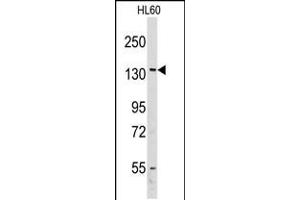 Western blot analysis of anti-VARS Antibody in HL60 cell line lysates (35ug/lane)