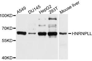 Western blot analysis of extracts of various cell lines, using HNRNPLL antibody (ABIN4903954) at 1:1000 dilution. (HNRPLL Antikörper)