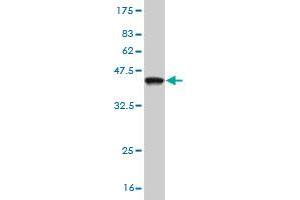 Western Blot detection against Immunogen (37.